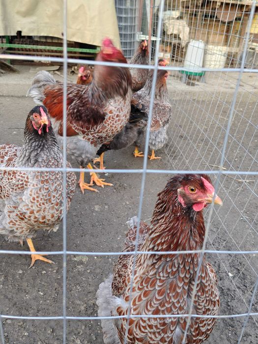 Ouă pentru incubat Wiandotte roșu cu albastru