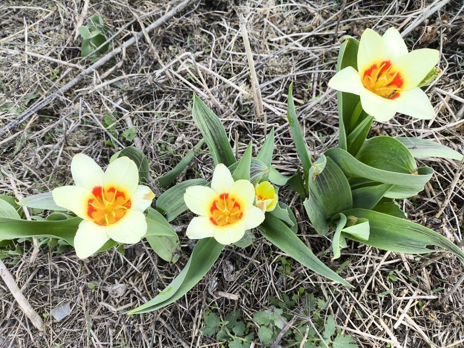 Продается дача  Черёмушки