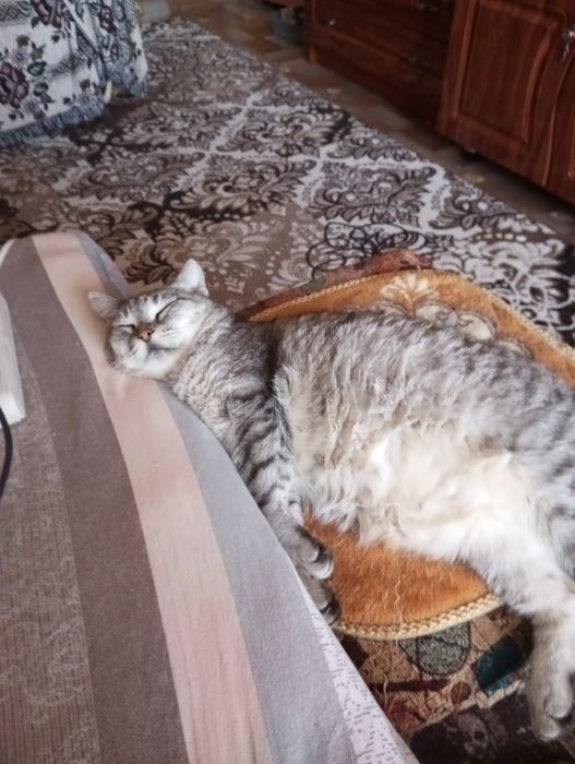 кот кастрированый