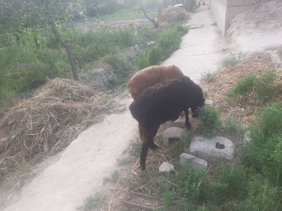 Qo'zi qo'chqorlar sotiladi