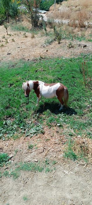 Пони отлар сотилади она бола