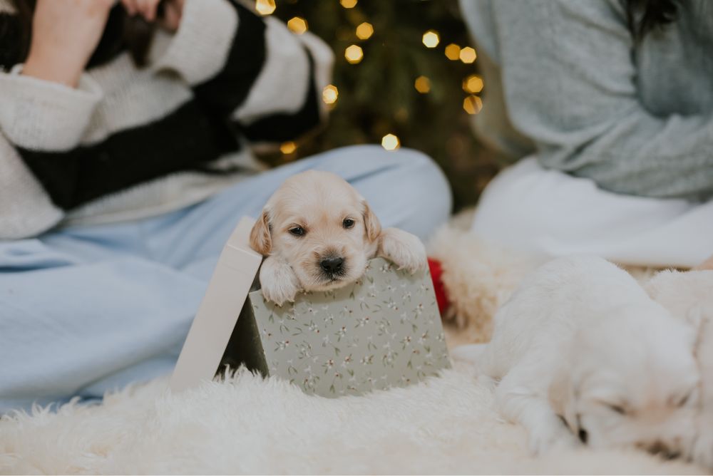 Pui Golden Retriever