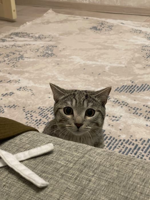 Отдам кота Даром