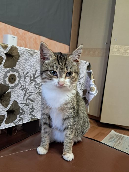 2 котёнка девочки