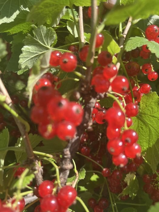 Продам  смородину , дачная
