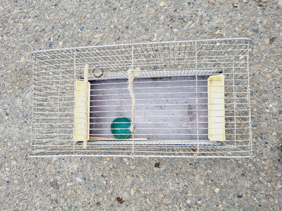 Qafas sotiladi holati yaxshi