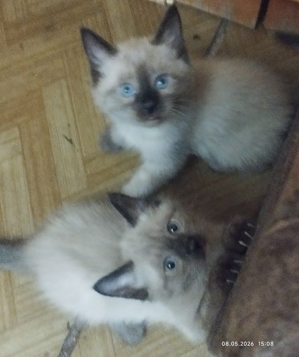Красивые, сиамские котята