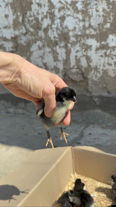 Jersi gigant джерси гигант жужалари