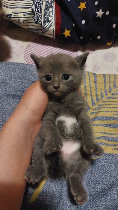 котята девочки 1 месяц