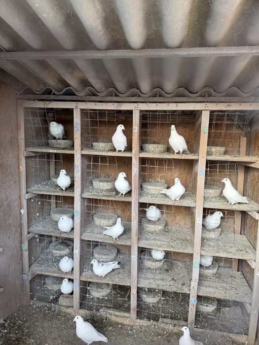 Voiajori albi si voltati capaciti