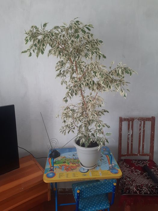 Продам дерево фикус 10000
