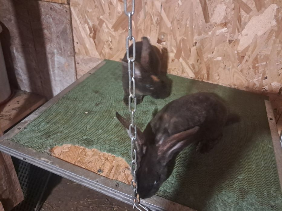 Vind iepuri rex si berbec german tatuați si cu certificat