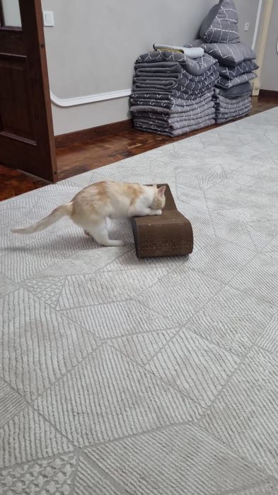 В добрые руки отдадим кошечку