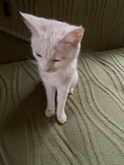 Котята в хорошие руки