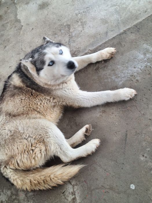 Айфон 13 про 256;