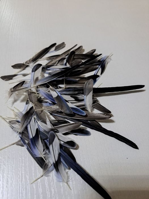 Продам перья волнистого попугая