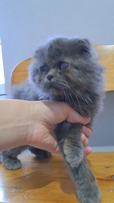 Mushuk sotiladi narxini kelishamiz