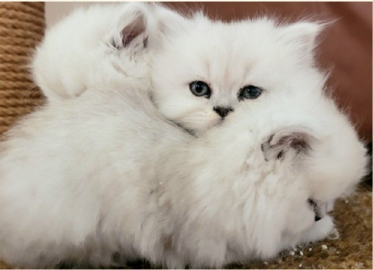 Британски дългокосмести котенца