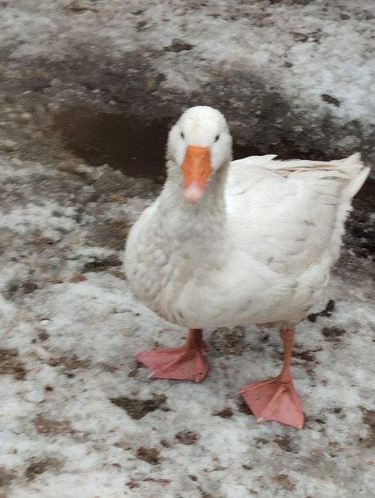 Vând  rățoi și Gâscăn