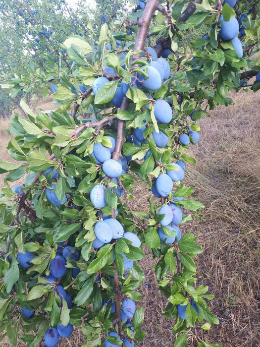 Продава се Сливова овощна градина