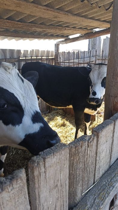 Бычек, телочка породистые