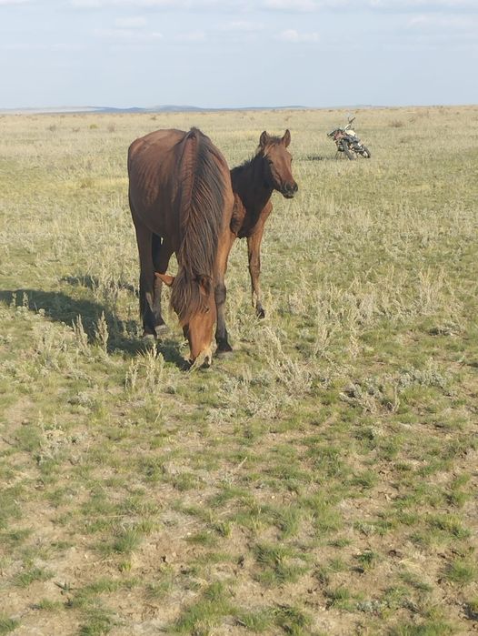 Бие кулынымен сатылады