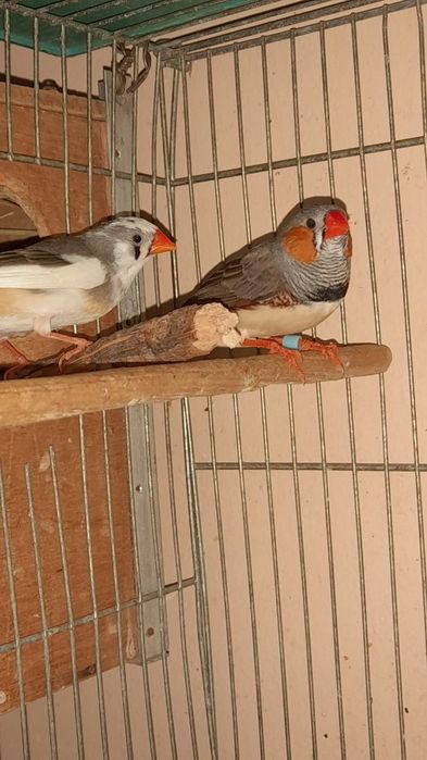 Зебровые амадины