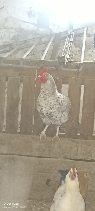 Продам петушков порода кукушка