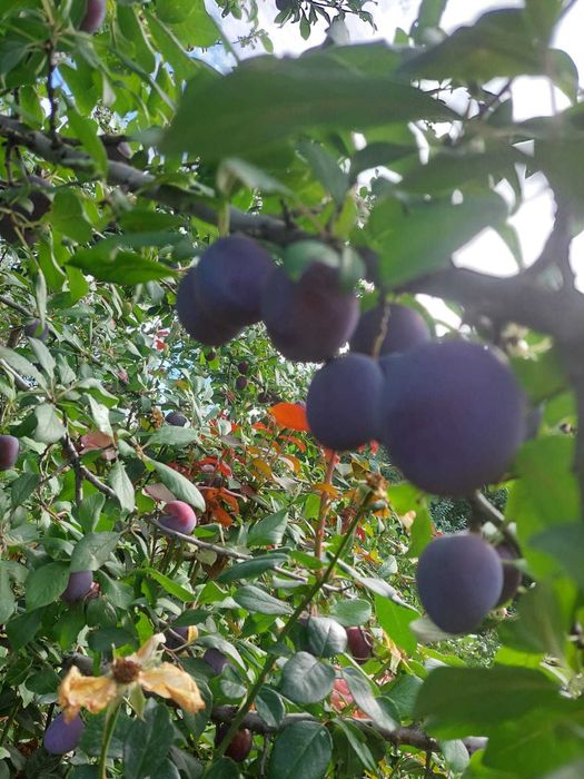 Продам дачу на Айгуле