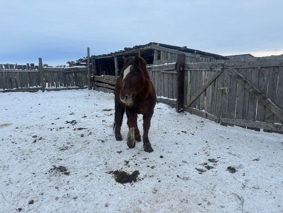 Продам Айгыр тяж