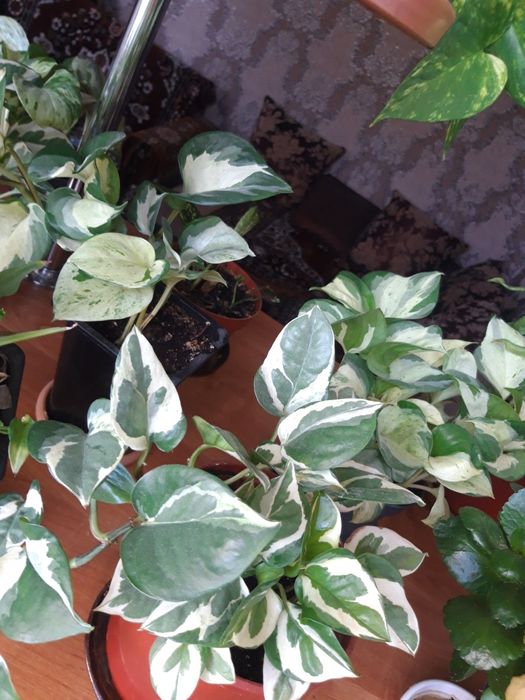 Продам вьющиеся растения(сциндапсус пятнистый)