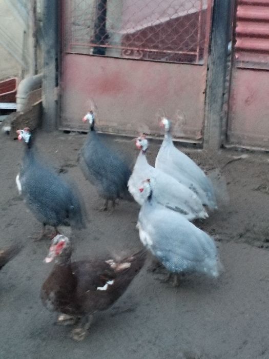 Ultimi 4 bucăți de bibilici