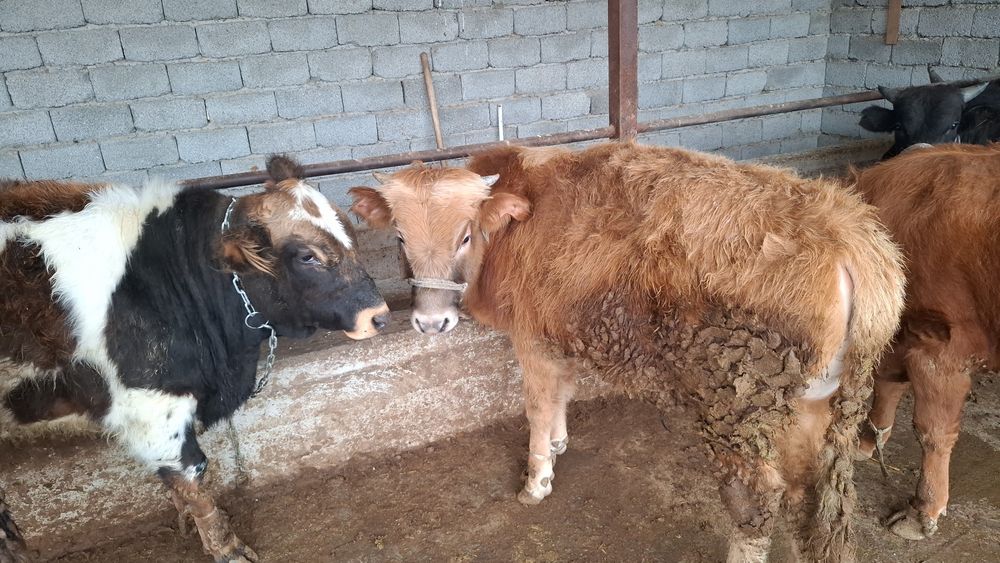 Жеті бас өгізшелер сатылады бір жерден