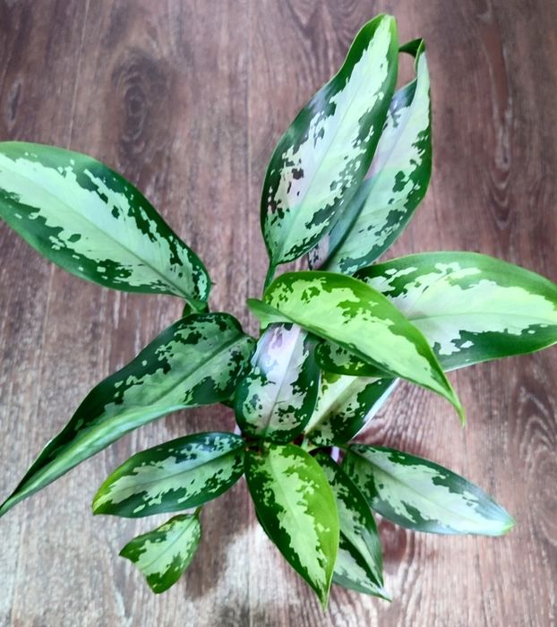 Тайские Аглаонемы