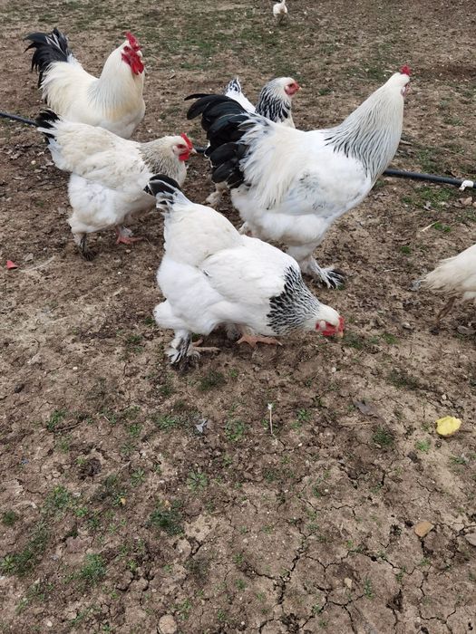 Oua pentru incubat de găină brahma cu mixta - de vanzare