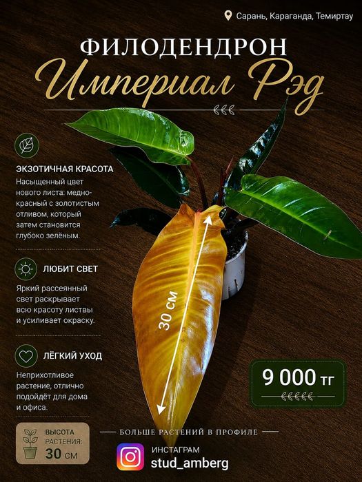 Филодендрон 2 ..