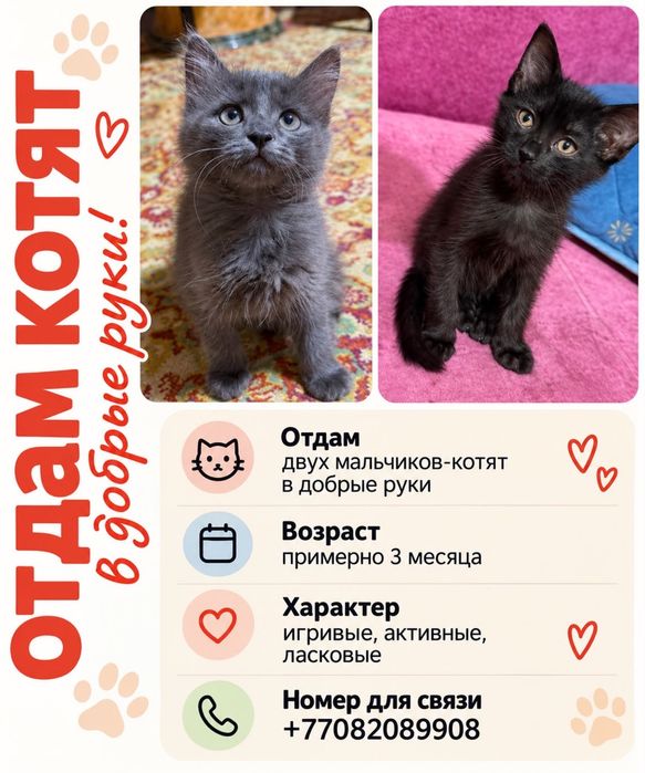 Котята мальчики ждут новых хозяев