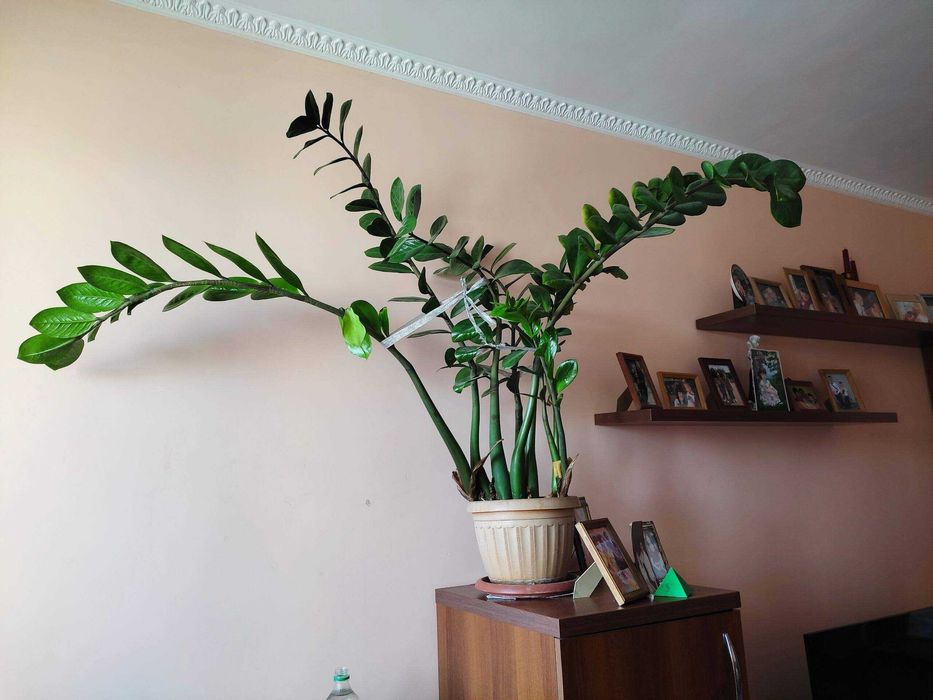 Продам замиокулькас