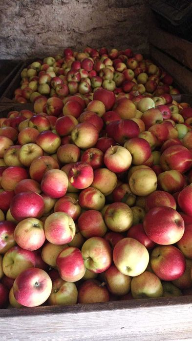 Mere, fructe proaspete bio direct de la producator
