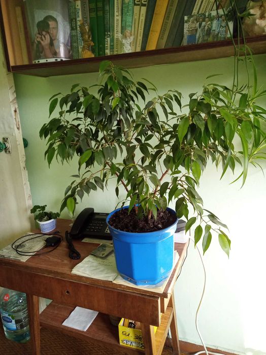 продам фикус бенджамина