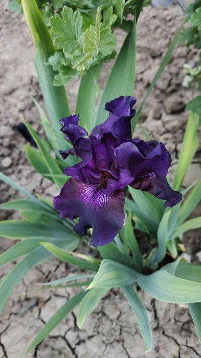 Многолетние цветы