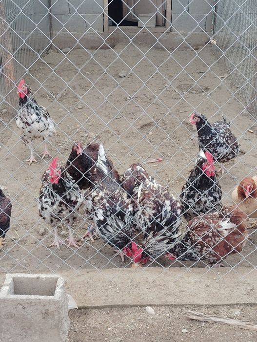 Vând 4 cocoși Sussex Porțelan,100 Ron negociabil.