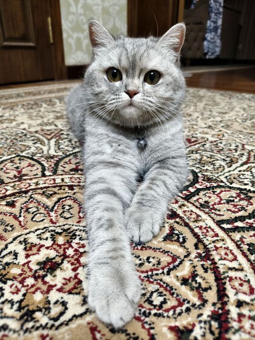 Mushuk urg'ochi 1.5 yosh Кошка скоттиш страйт 1.5 года