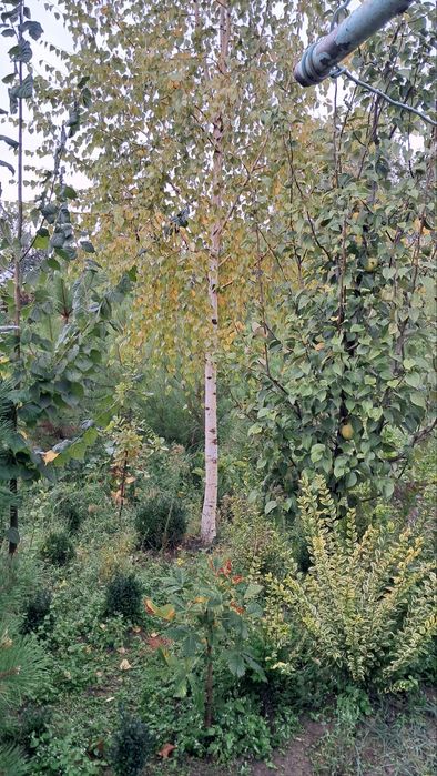 Manzalari ko'chatlar sotiladi. Narxini kelishamiz optim dona.