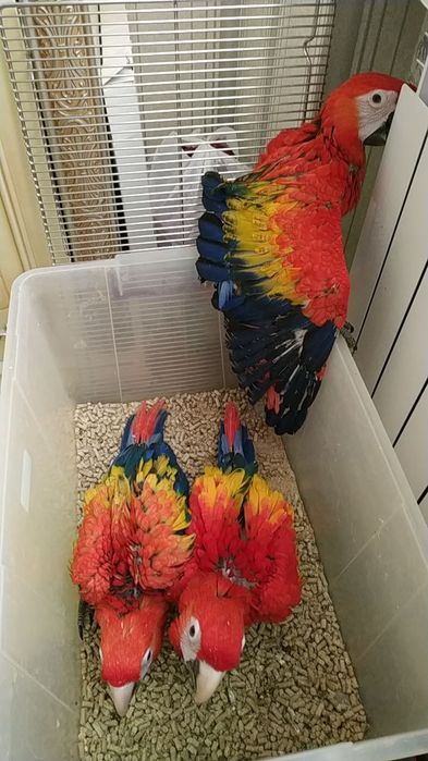 Продам ручной ара