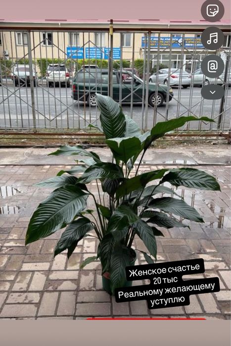 Домашние цветы женское счатье