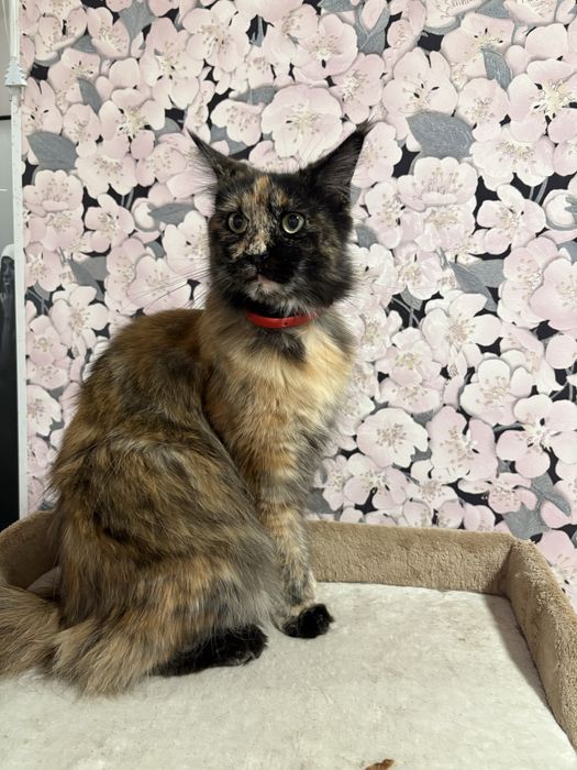 Мюмаин-кун девочка