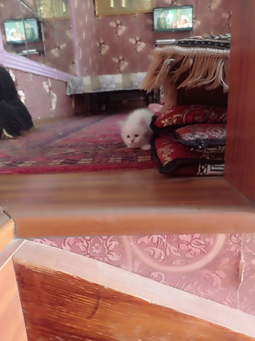 Продам породистых котят Мама:скотиф фолд Папа шотландский скотиш Страй