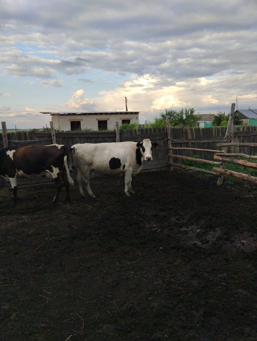 Продам коров молочного направление
