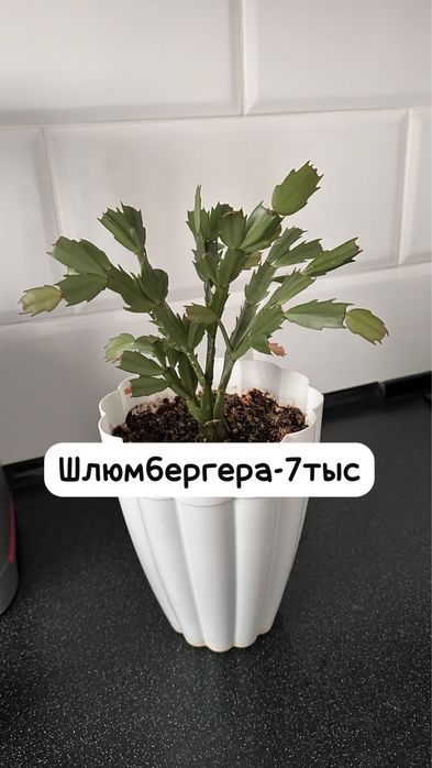 Декабрист,Эпипремнум,Филодендрон,Пелея,Хойя